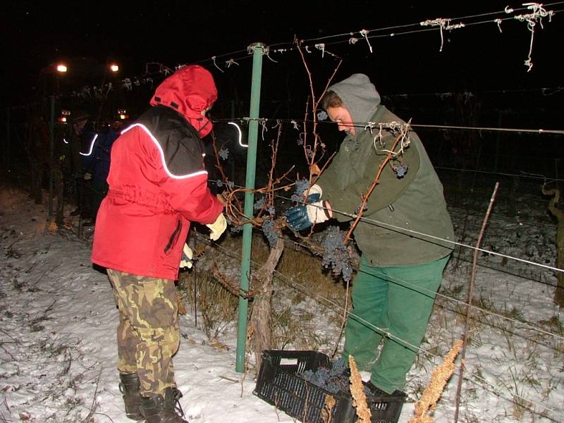 V noci na pátek 7. prosince klesly na Znojemsku teploty hluboko pod bod mrazu. Vinaři z Lechovic proto nad ránem vyrazili do vinic, aby posbírali zmrzlé hrozny pro každoroční lahůdku v podobě budoucího ledového vína.