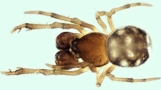  Vůbec poprvé na Moravě našli odborníci milimetrového pavouka Mysmena Jobova. V Podyjí na Znojemsku.