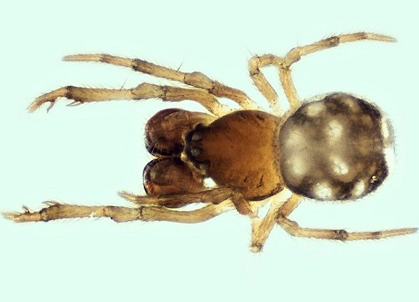  Vůbec poprvé na Moravě našli odborníci milimetrového pavouka Mysmena Jobova. V Podyjí na Znojemsku.