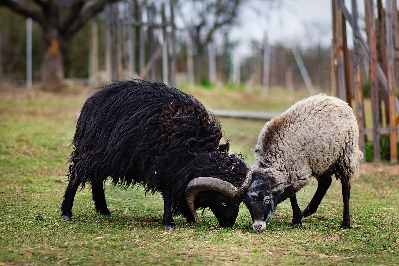 Z návštěvy na Farmě nad zámkem v Moravském Krumlově.