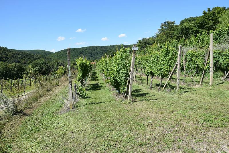 Vinice Šobes v Národním parku Podyjí je unikátní. Potvrdili to vědci z Mendelovy univerzity v Brně, výsledky doložili dlouhodobým průzkumem.