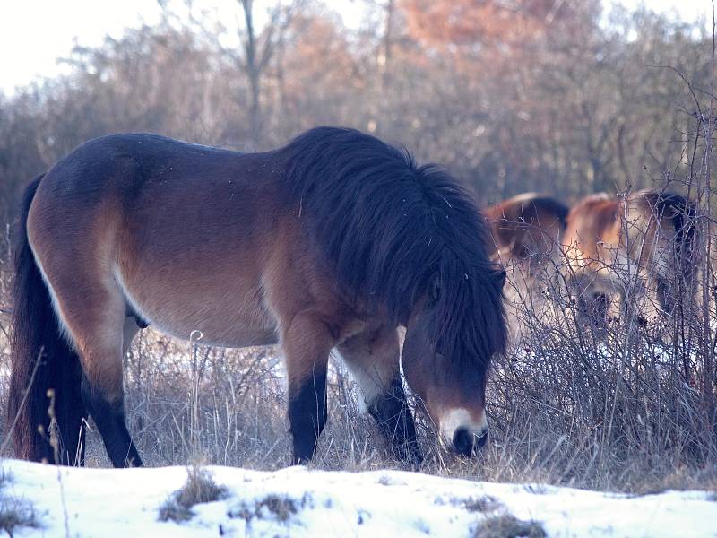 Mezi Havraníky a Hnanicemi a u Mašovic si úspěšně zvykají malá stáda exmoorských poníků.