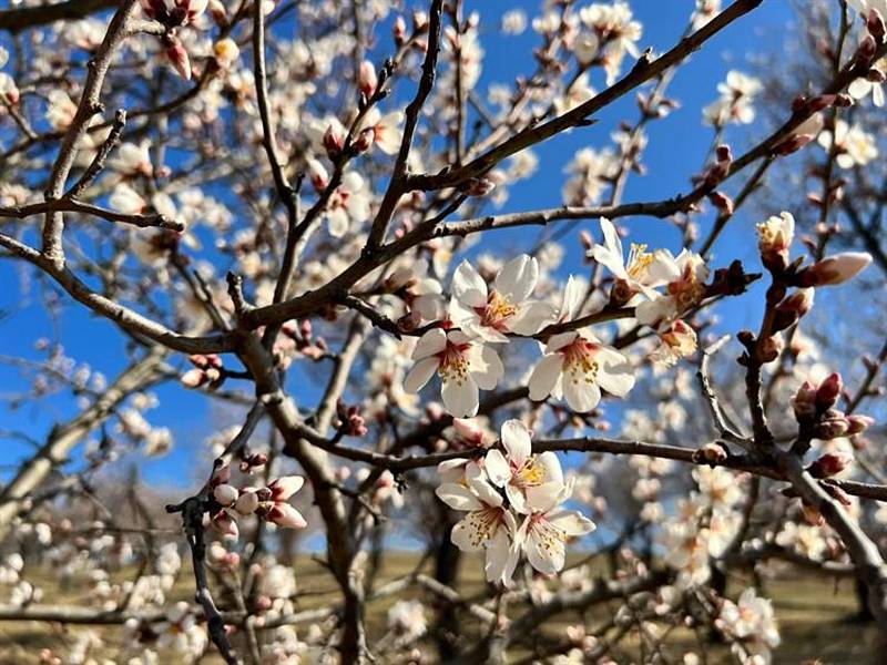 Letošní mandloňové sady v Hustopečích v květu. Ilustrační foto