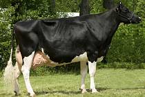 Průměrná dojnice na farmě ve Velkém Grunově loni vyprodukovala 11 823 kg mléka. Rekordní kráva se jmenuje Aeroline.