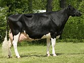 Průměrná dojnice na farmě ve Velkém Grunově loni vyprodukovala 11 823 kg mléka. Rekordní kráva se jmenuje Aeroline.
