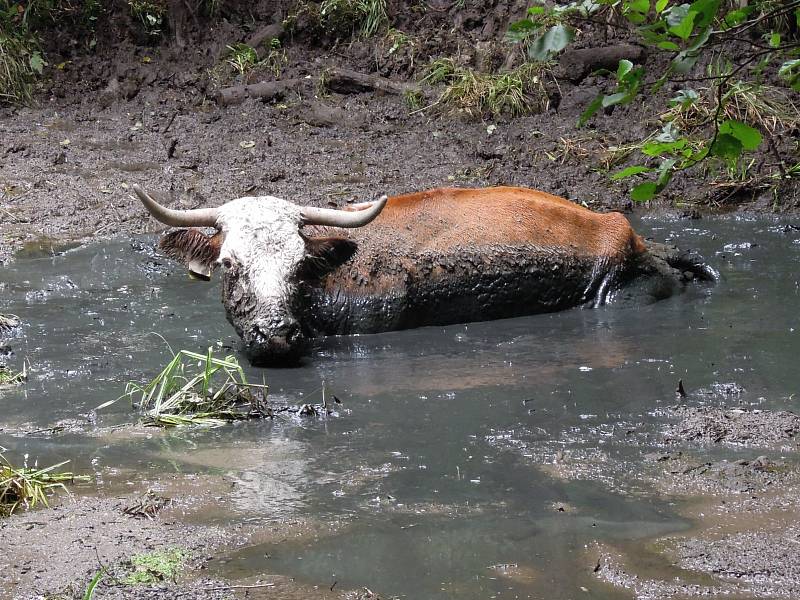 Záchrana krávy v Provodíně.