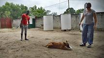 Novoborská kynoložka Hana Böhme v Africe cvičí štěňata fenky Camy, která v Kongu zahynula loni v létě.