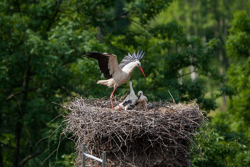 Ornitologové kroužkovali 17. června tři čapí mláďata, která se narodila páru na bývalém továním komíně v Jezvé na Českolipsku.
