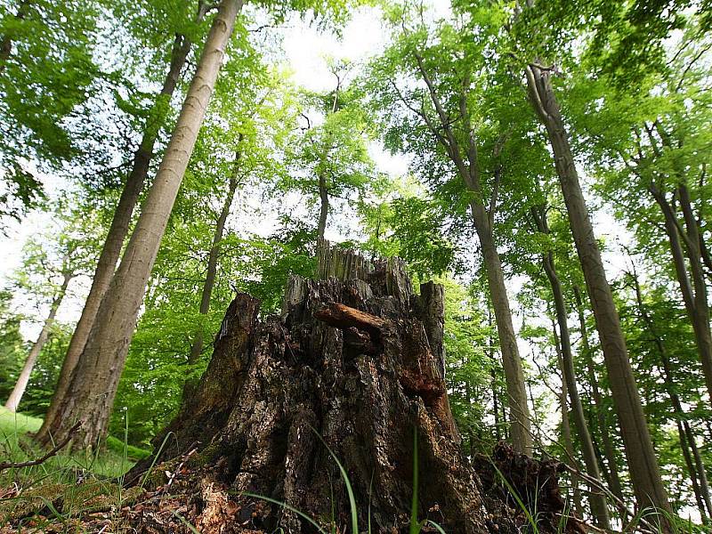 Rozlohou největší je nový lesnický park Bezděz, třetí v republice. Na ploše téměř 18 tisíc hektarů skloubí citliý přístup lesníků a rekreační a turistické aktivity.