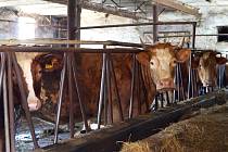 Stádo šestatřiceti krav nově přibylo na zemědělskou farmu českolipské Farní charity ve Velenicích u Zákup.