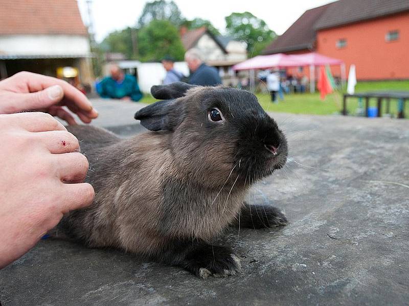 31. velká oblastní výstava drůbeže, králíků a holubů v Dobranově. 