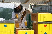 Věznice ve Stráži pod Ralskem ve čtvrtek slavnostně odstartovala projekt Včelaření.