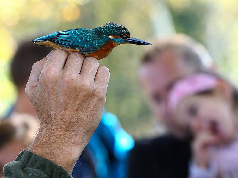 Festival připadá na první říjnový víkend, kdy partneři BirdLife International organizují v jednotlivých evropských zemích vycházky do přírody spojené s pozorováním ptáků a dalším doprovodným programem. 