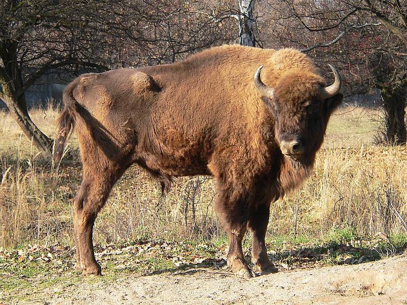Zubr (bizon) je největším volně žijícím přežvýkavcem v Evropě.