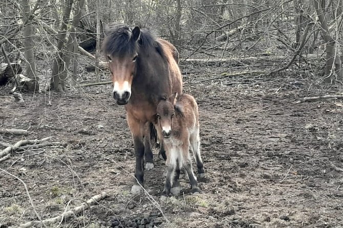 V ptačím parku Mnišské louky u České Lípy se radují z přírůstku, v pondělí 11. března se tam narodila samička exmoorského pony.