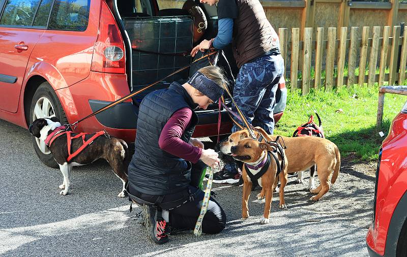 Strážský dogtrek.