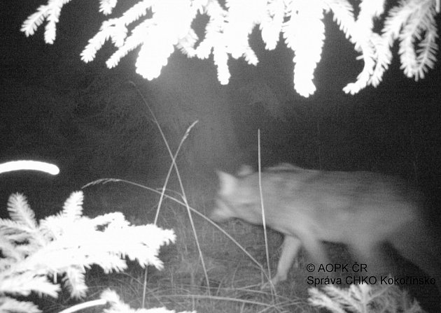 Nastražené fotopasti v oblasti Břehyně se podařilo vlka vyfotit také v noci, tentokrát to bylo 19. března ve 23.25 hodin. 