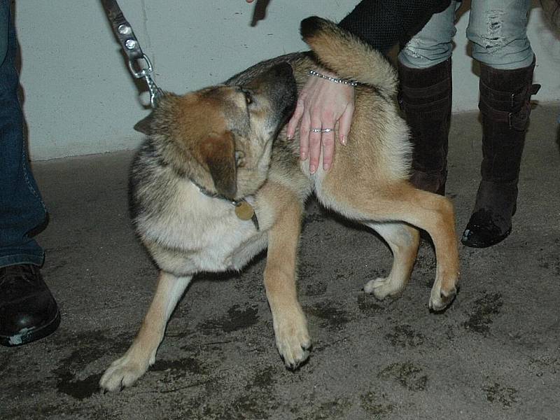 Letošní Vánoce trávilo v dobranovském útulku osmnáct psů. Všichni čekají na nový domov. Vyberete si?