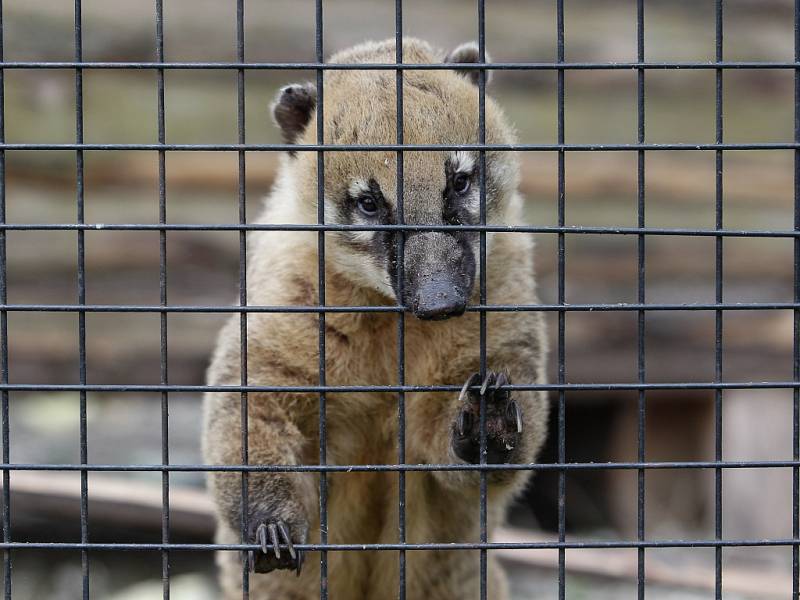 Zoopark Berousek zahájil sezonu s několika novinkami.