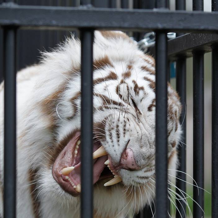 Zoopark Berousek zahájil sezonu s několika novinkami.