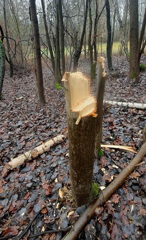 Neznámý vandal poničil stromy podél cyklostezek Varhany a Písečná v České Lípě.