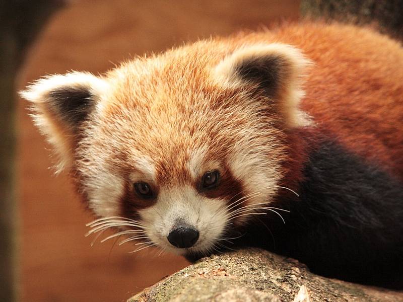 Lotus, nová obyvatelka liberecké zoo. Jde o téměř roční pandu červenou. Brzy jí z britských ostrovů dorazí i partner. 