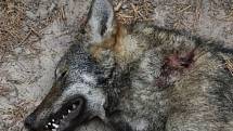 Výsledky pitvy: vlčice u Hradčan zahynula po střetu s jinou šelmou, asi vlkem.