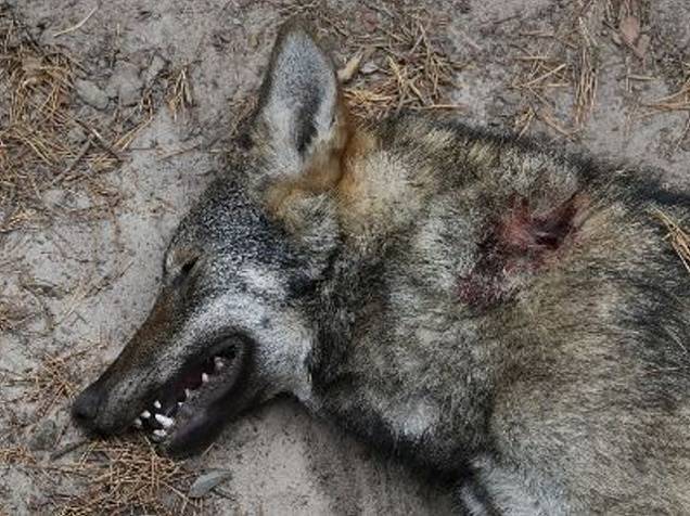 Výsledky pitvy: vlčice u Hradčan zahynula po střetu s jinou šelmou, asi vlkem.