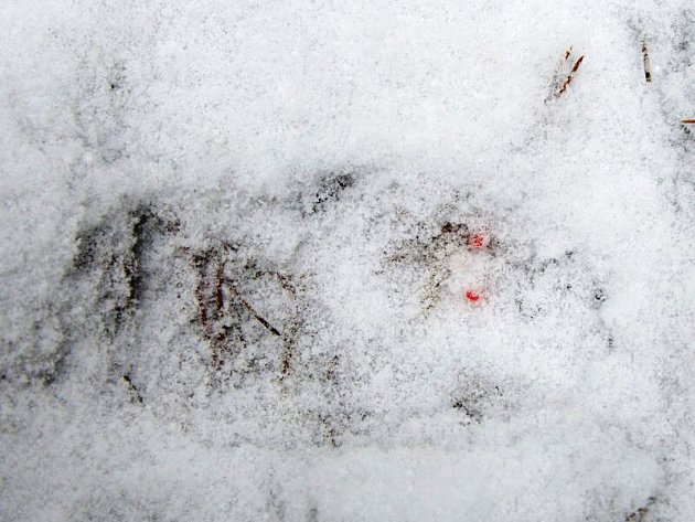 Mezi nejzajímavější nálezy patřila stopa, v níž se objevovala krev, pravděpodobně po drobnějším poranění tlapy. 