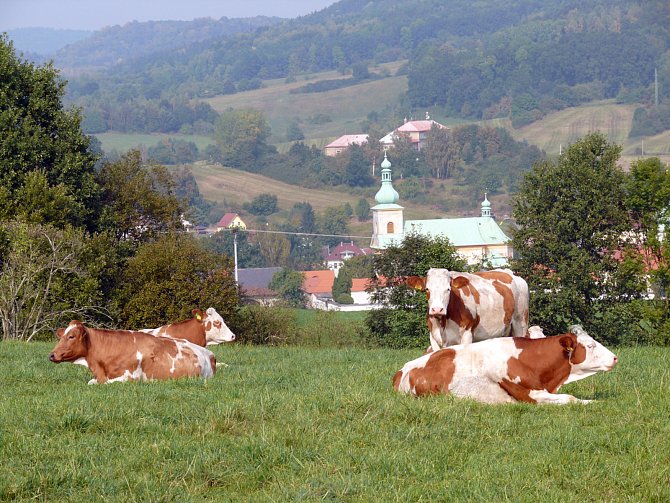 Ekofarma v Horní Polici přešla na ekologické zemědělství v roce 2002. Kromě jiného chová několik stovek kusů dobytka v bio kvalitě.