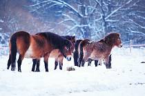 Ornitologové začali na Mnišských loukách s pastvou exmoorských pony.