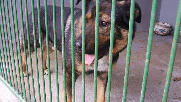 V posledních třech letech bylo městem do útulku v Dobranově předáno průměrně 160 psů za rok.