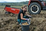 Žáci z oboru zemědělec-farmář českolipského středního odborného učiliště sklízí úrodu brambor na poli, které škola obhospodařuje ve Staré Lípě