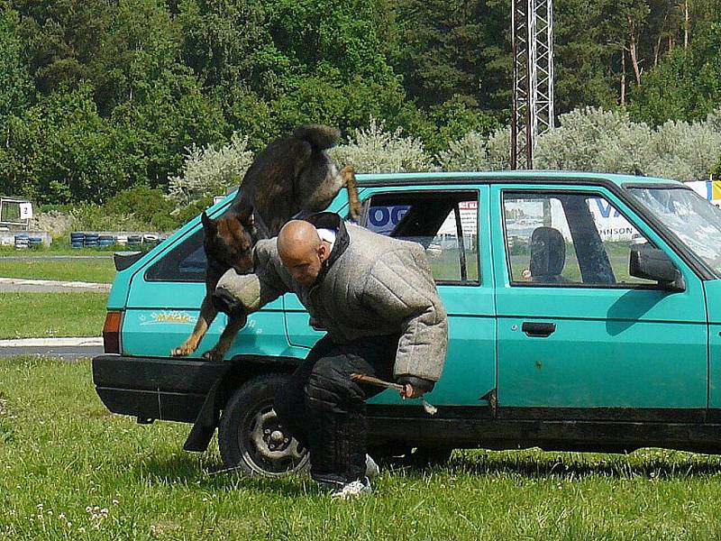 Zásahovou jednotka Policie ČR, psovody, pražskou jízdní policii a další složky integrovaného záchranného systému bylo možné v sobotu vidět na autodromu v Sosnové během devátého ročníku akce Den s policí.