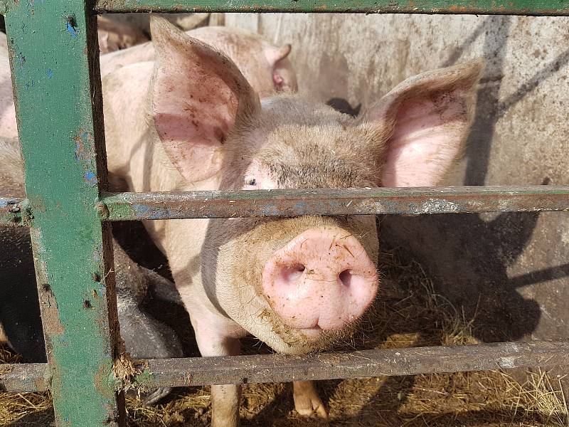 Tradiční Svatováclavská dražba beranů a farmářské trhy na Kozí farmě Pěnčín lákají díky doprovodnému programu množství lidí.