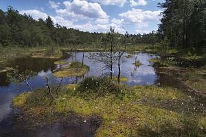 Národní přírodní památka Swamp.