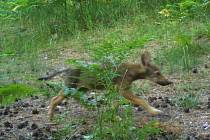 Fotopast ochranářů zachytila loni vlčí mládě také v Ralsku.