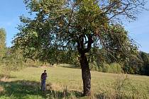 Poslední stopy bývalých vesnic v Ralsku představují staré ovocné stromy.