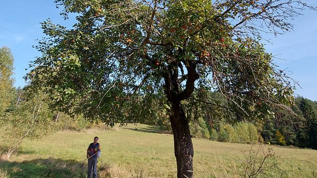 Poslední stopy bývalých vesnic v Ralsku představují staré ovocné stromy.