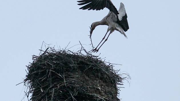 Život na čapích hnízdech po celé zemi mapuje pomocí desítek dobrovolníků také server cap.birdlife.cz. 