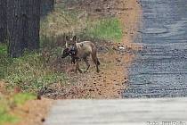 To, že prasata divoká jsou běžnou součástí vlčího jídelníčku, dokládá zářijová fotografie vlka nesoucího sele přímo z oblasti Kokořínska.
