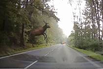 Statný jelen skočil do silnice mezi Práchní a Novým Borem