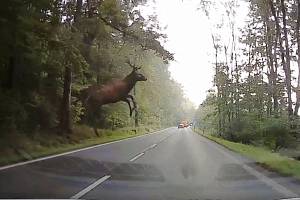 Statný jelen skočil do silnice mezi Práchní a Novým Borem