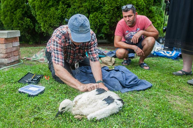 Ornitologové kroužkovali 17. června tři čapí mláďata, která se narodila páru na bývalém továním komíně v Jezvé na Českolipsku.