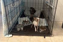 V útulku Dogsy se momentálně starají o 35 psů. Většina byla zachráněna z bezútěšných podmínek.