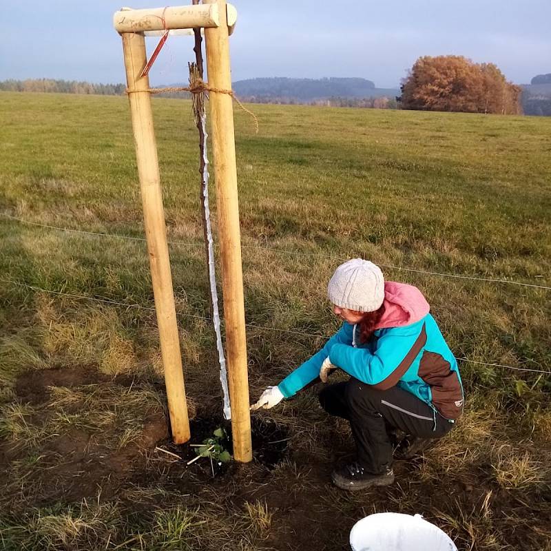 První Alej vzpomínek vysazovali lidé z Geoparku Ralsko u zaniklé vsi Dolní Novina.