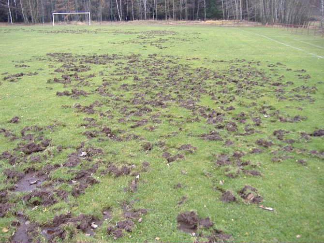 Na hřiště v Novém Oldřichově zavítala nezvaná návštěva. Divoká prasata znemožnila odehrát zápas domácího celku s Kunraticemi.