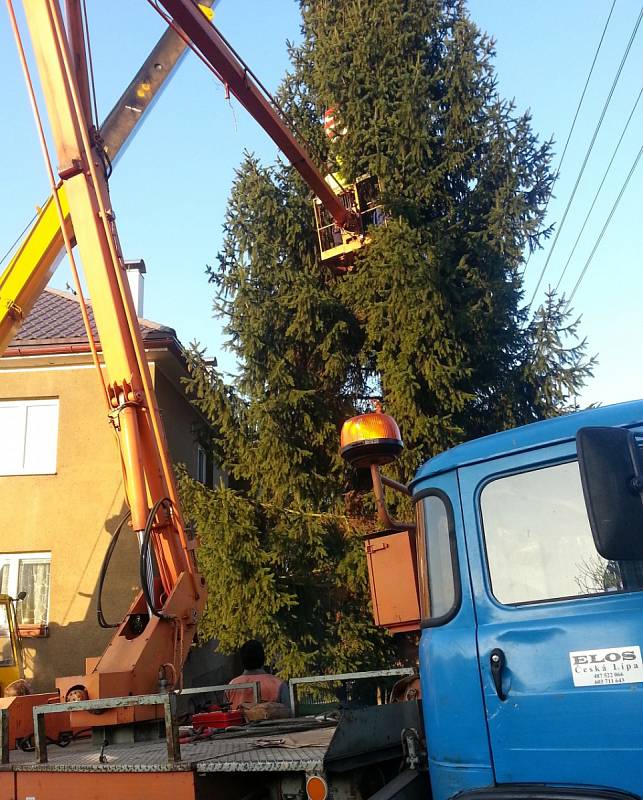 V Novém Boru stínil, tak nyní coby symbol Vánoc zdobí náměstí v České Lípě. Šestnáctimetrový smrk se dnes blýskne prvními ozdobami. 