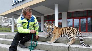 FOTO: Tygřice Lily vyrazila na procházku - Českolipský deník