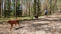 Ve Stráži pod Ralskem se konal orientační pochod se psy - Strážský dogtrek. Na trasu dlouhou 12 km se přihlásilo na dvě stovky účastníků.